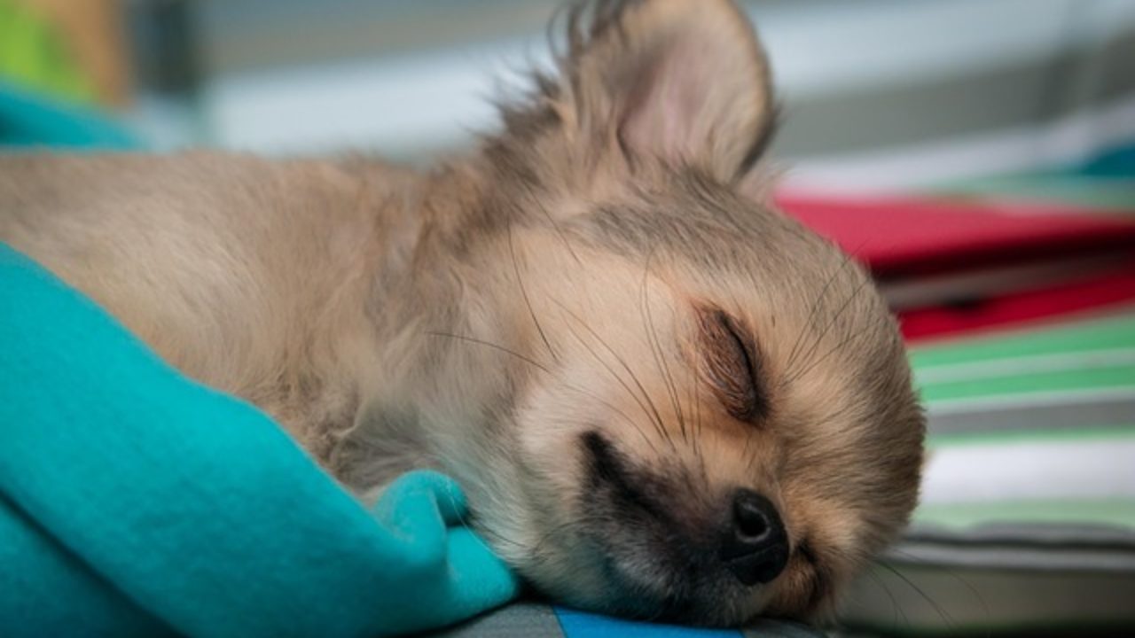 チワワが喜んで食べるご飯 愛犬の好きな食べ物を見つけよう チワワにおすすめするご飯を徹底比較