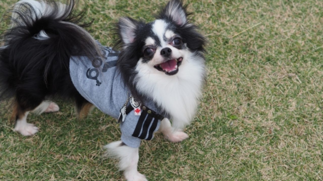 チワワはかいわれ大根を食べても大丈夫 栄養素と与える際の注意点 チワワにおすすめするご飯を徹底比較